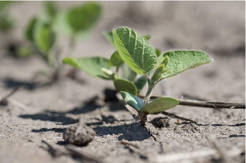 soybean seedling