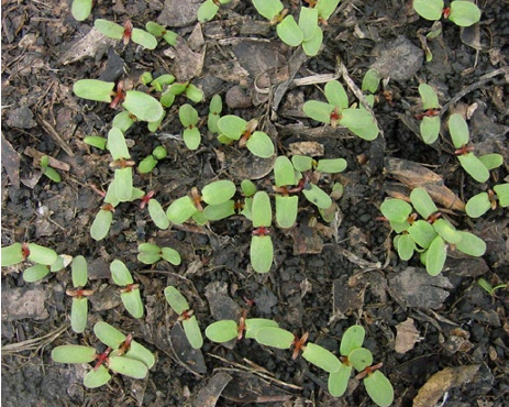 soybeans in field