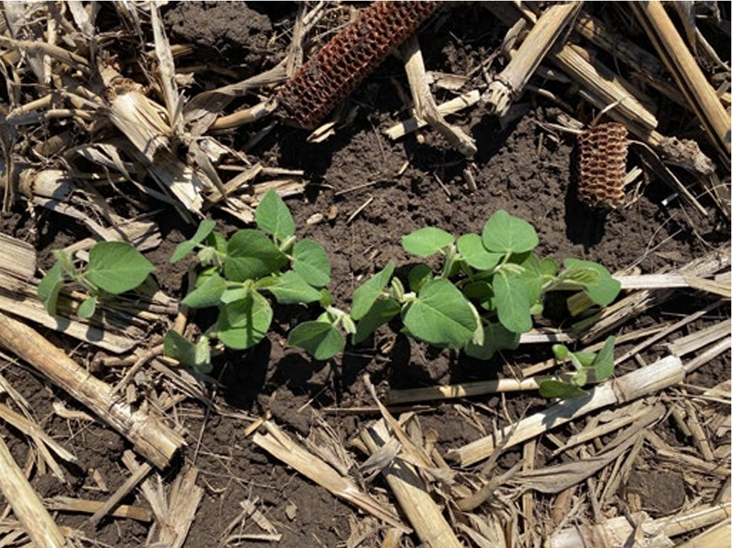 soybean seedlings