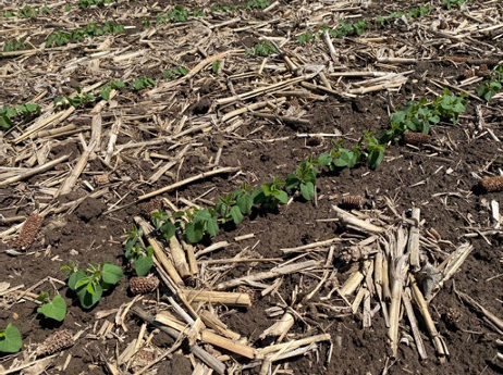 soybean row