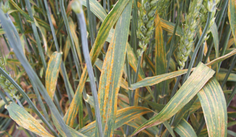 stripe rust of wheat