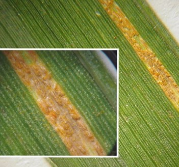 stripe rust of wheat