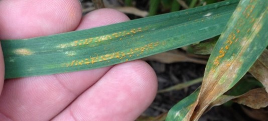 stripe rust of wheat