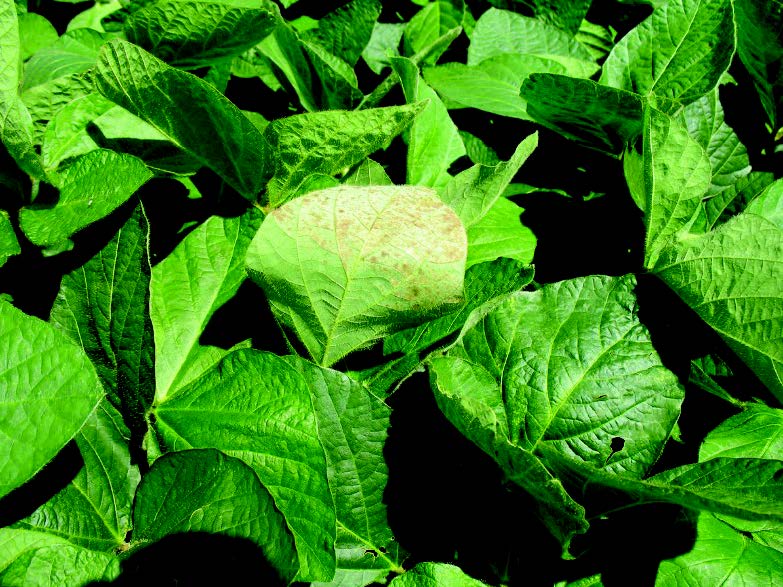 Lésion due l’insolation, visible sur la face inférieure d’une feuille de soya