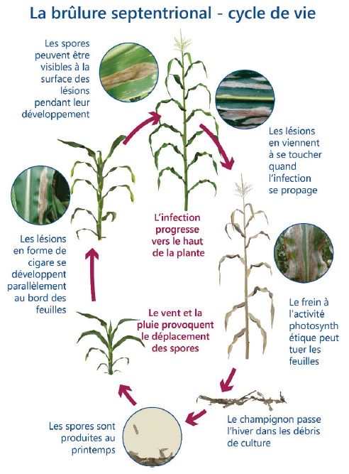  Cycle de vie de la brûlure septentrional (Exserohilum turcicum) dans le maïs. Les spores et les lésions sont agrandies pour montrer les détails.