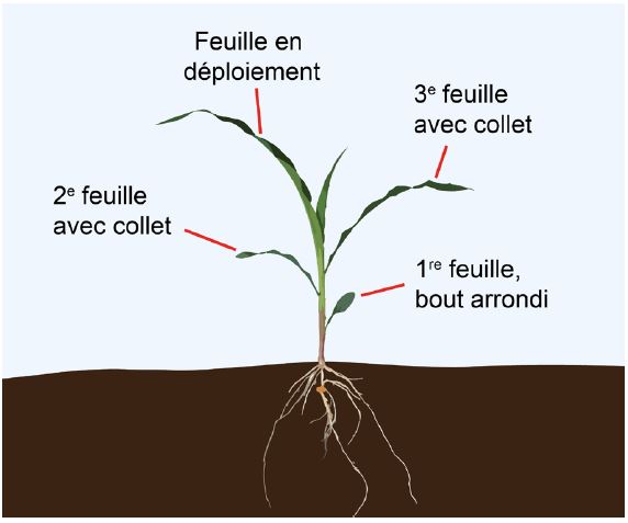 Plant de maïs à V3.