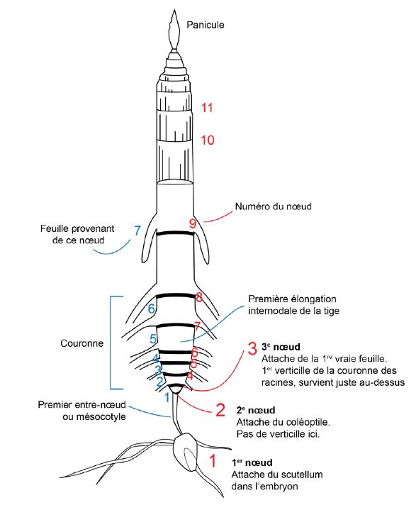 Stades après V6