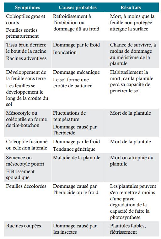 Symptômes chez la plantule du maïs et les causes probables