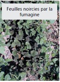 Feuilles noircies par la fumagine