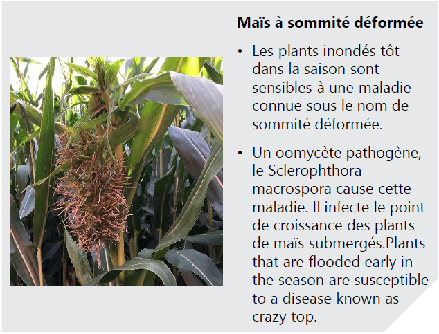 Dommages causés au maïs par les inondations du printemps