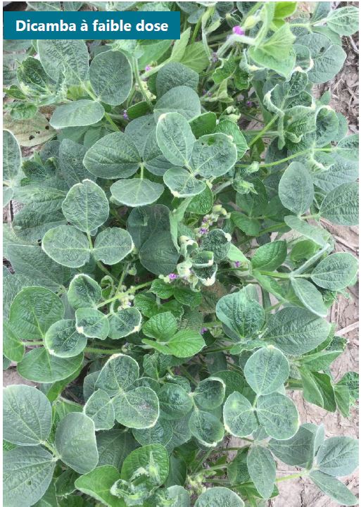 Plants présentant un froissement des feuilles, un voilement des feuilles vers le haut et des bords de feuilles blanchâtres sur les nouvelles pousses, caractéristiques des lésions dues au dicamba. 