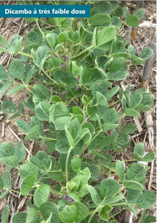 Symptômes d’une exposition à une très faible dose de dicamba, notamment des plis à l’extrémité des feuilles et un léger voilement vers le bas.