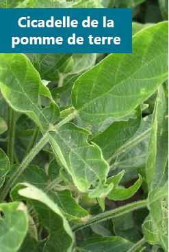 Voilements des feuilles de soya causés par l’alimentation de la cicadelle de la pomme de terre.