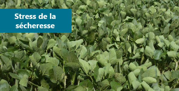 Soya avec des feuilles repliées sur elles-mêmes et retournées en réponse au stress de la sécheresse.