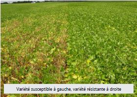 Variété susceptible à gauche, variété résistante à droite