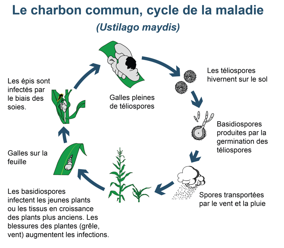 common smut disease cycle