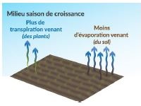 Au début de la saison de croissance, une plus grande quantité d’eau s’évapore du sol par rapport à celle libérée par les plantules.