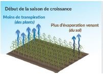 À la mi-saison, la surface foliaire est beaucoup plus grande que la surface du sol exposée et la transpiration représente 90 à 98 % de l’ET