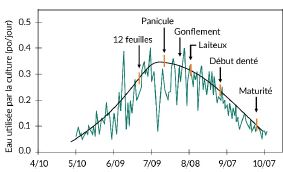 Moyenne quotidienne long terme (ligne noire) et utilisation d’eau par le maïs par année (ligne verte) selon le stade de croissance 