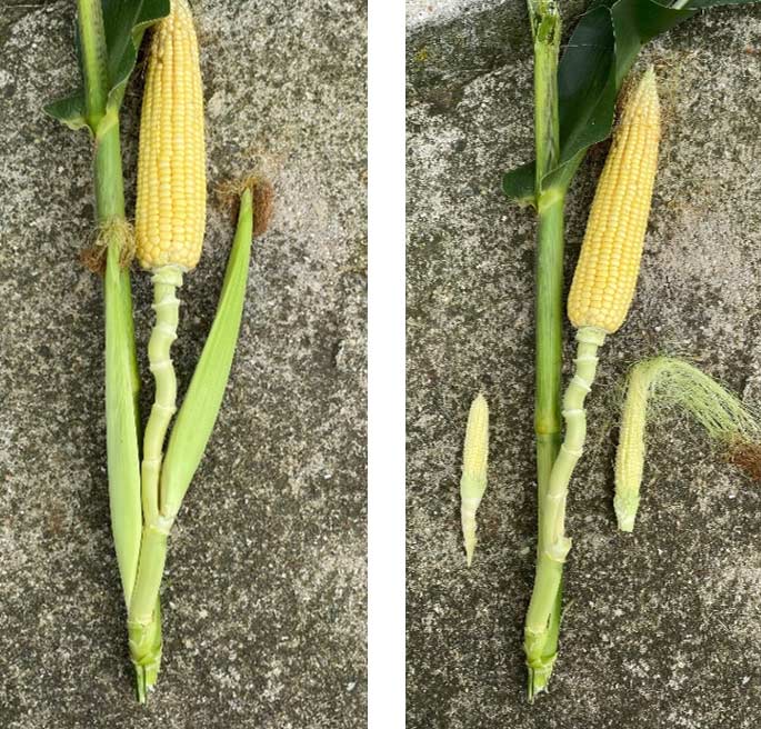 Why Do Corn Plants Develop Multiple Ears On The Same Shank Pioneer® Seeds